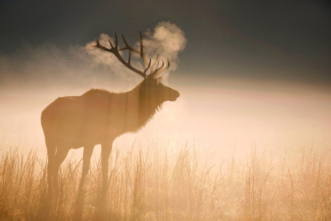 Bull Elk at Dawn (Scott Hotaling), 8th Annual People's Choice Award