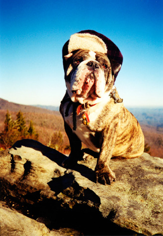Benson at Beacon Heights (Jill Smith), 6th Annual AMPC Finalist - Dogs on the Parkway